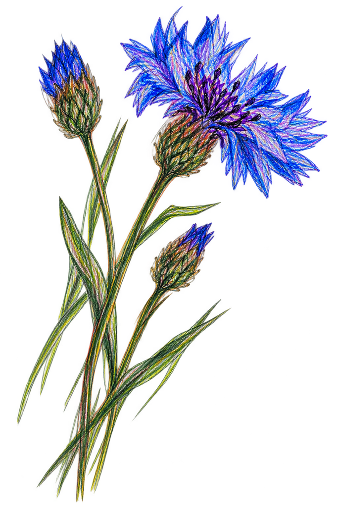 Colourful Sketch of Cornflower – Centaurea cyanus.
© sowitgrowitandfeast