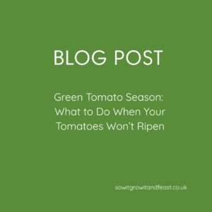 Green Tomato Season: What to Do When Your Tomatoes Won’t Ripen