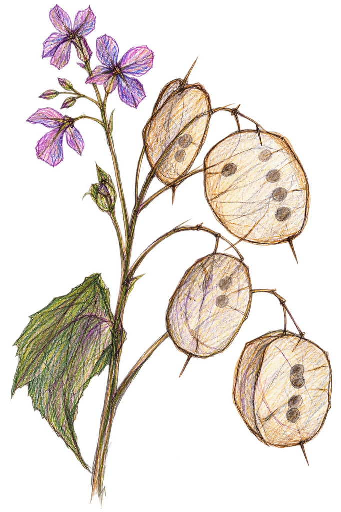 Colourful sketch of Honesty – Lunaria annua.
©sowitgrowitandfeast