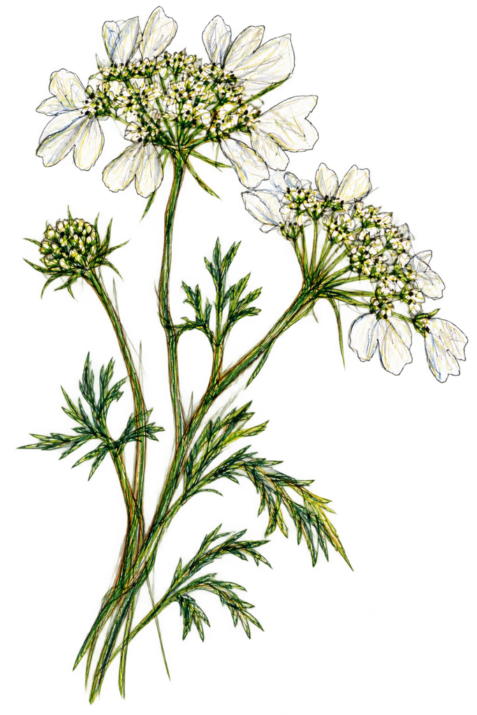 Colourful Sketch of Orlaya – Orlaya grandiflora.
© sowitgrowitandfeast