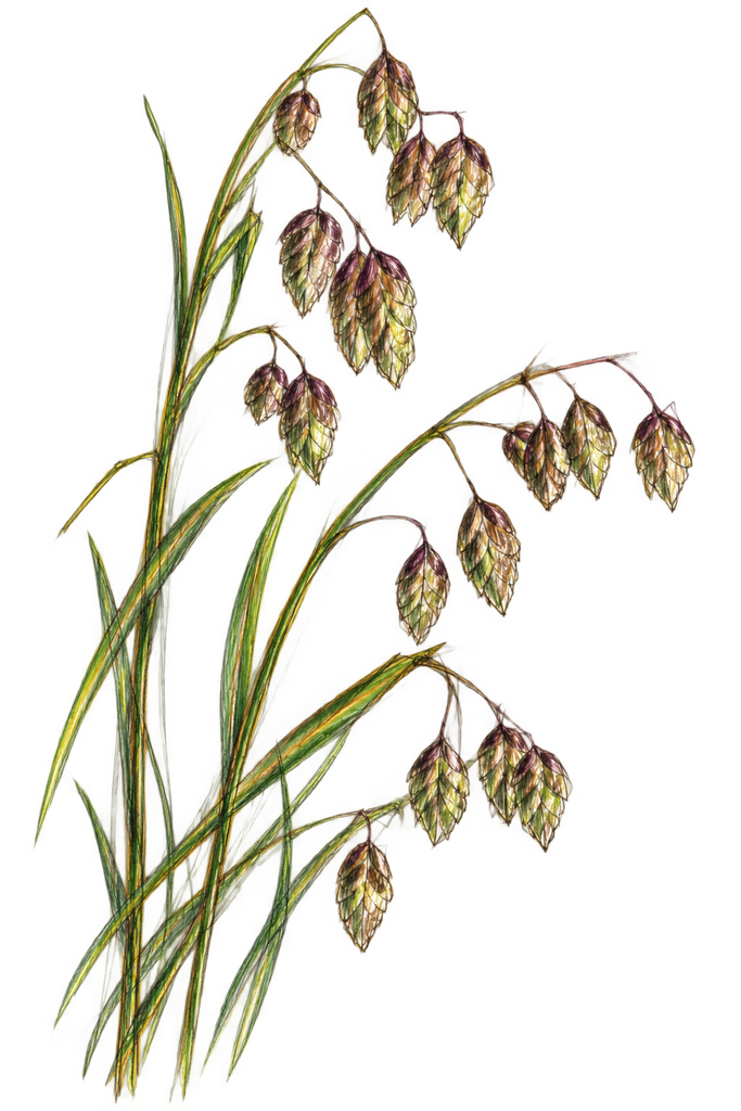 Colourful Sketch of Quaking grass – Briza maxima.
© sowitgrowitandfeast
