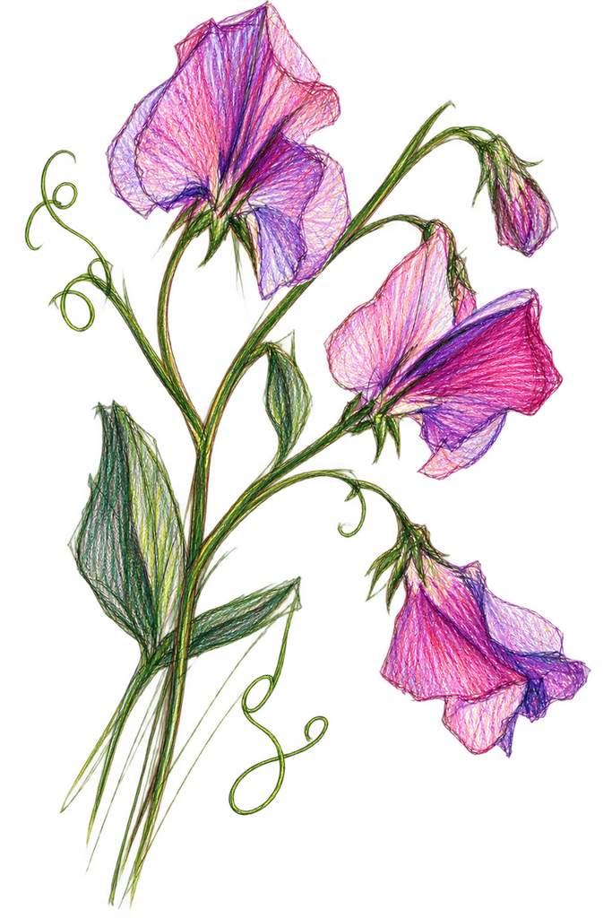 Colourful Sketch of Sweet peas – Lathyrus odoratus.
©sowitgrowitandfeast