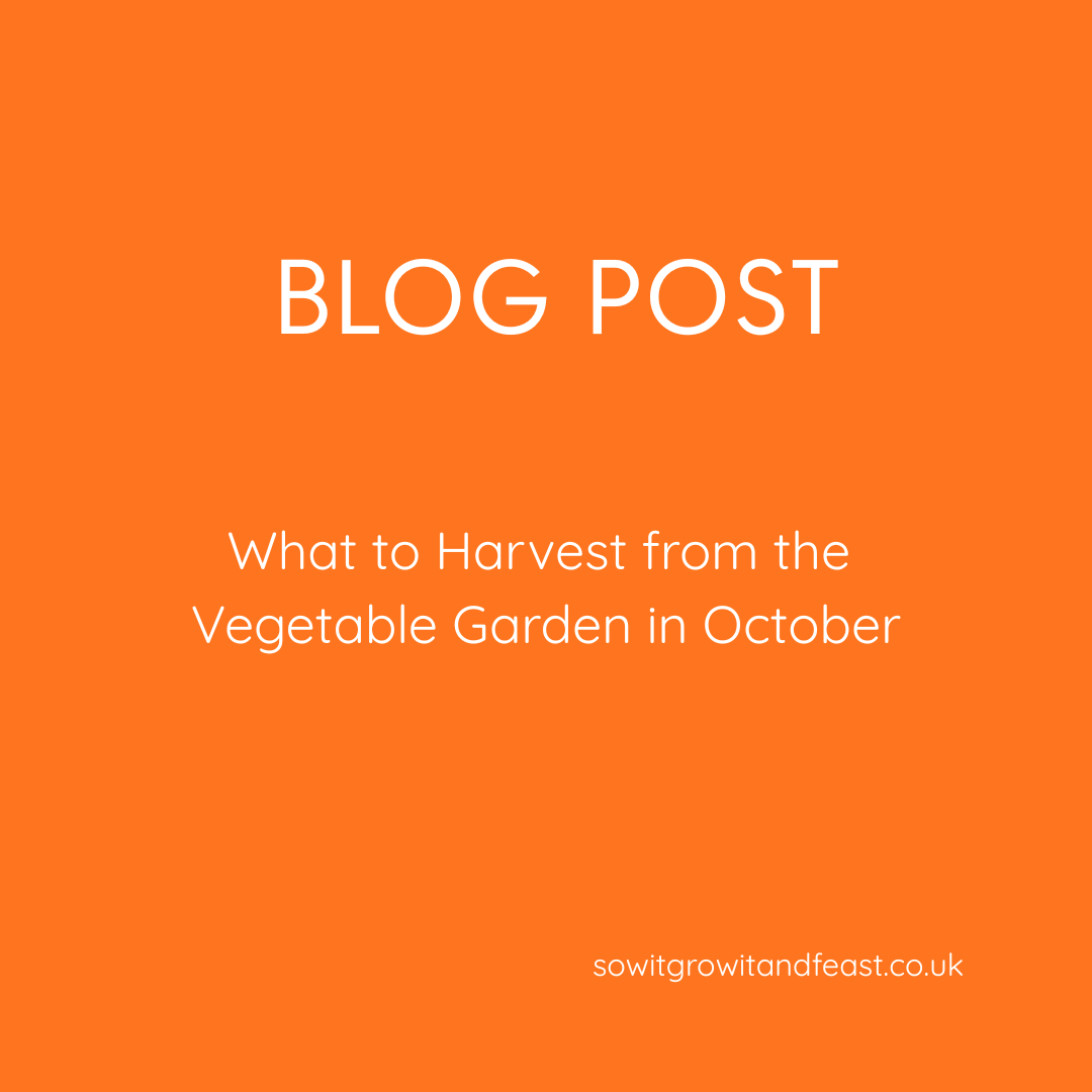 What to Harvest from the Vegetable Garden in October