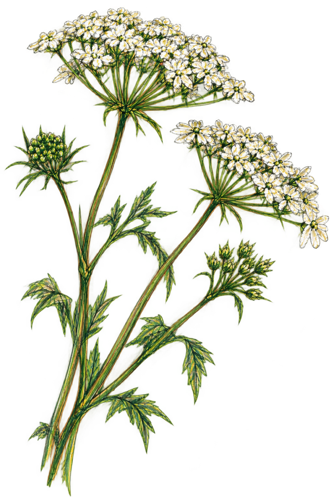 Colourful Sketch of Bishop's flower – Ammi majus.
© sowitgrowitandfeast