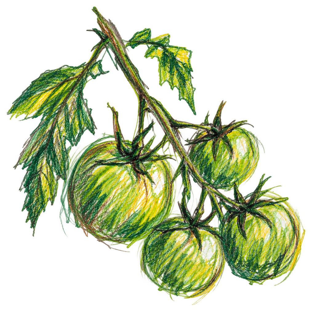 Green Tomato Colourful Sketch.