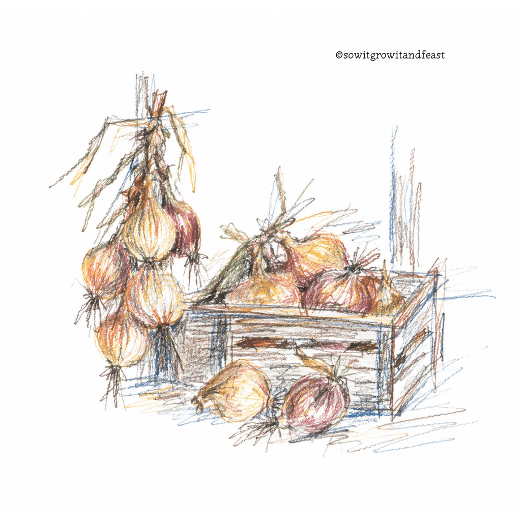 Colour Sketch of Onions Stored.
©sowitgrowitandfeast