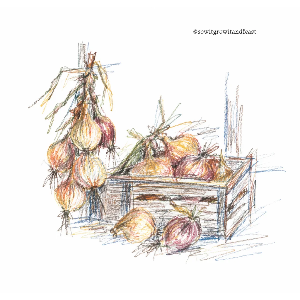 Colour Sketch of Onions Stored.
ยฉsowitgrowitandfeast