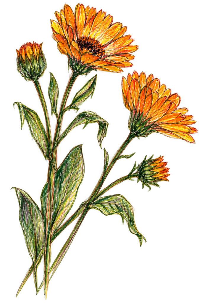 Colourful Sketch of Pot marigold – Calendula officinalis.
© sowitgrowitandfeast