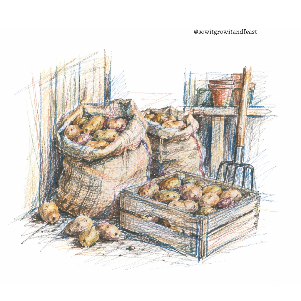 Colourful Sketch of Potatoes in Sack and Crate.
ยฉ sowitgrowitandfeast